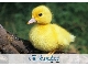 جوجه اردک یک روزه نژاد مرغوب