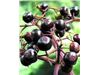 درخت  آقطی سیاه،انگور کولی،Elderberry،گیاه انگور کولی درسال 1402