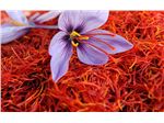 Pushal Negin Saffron