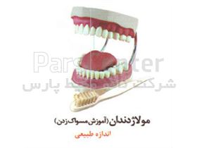 مولاژ دندان (آموزش مسواک زدن) اندازه طبیعی