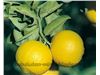انواع نهال لیمو شیرین