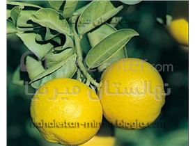 انواع نهال لیمو شیرین