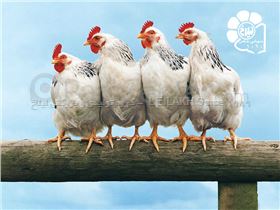 پرورش مرغ گوشتی - Rearing Broiler Chicken