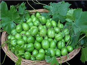 نهال میوه گوجه سبز بادامی سردرود