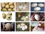 فروش تخم نطفه دار تمام طیور و پرندگان زینتی