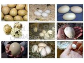 فروش تخم نطفه دار تمام طیور و پرندگان زینتی