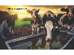 افزایش تولید شیر گاو با نصب سیستم مدیریت و کنترل تغذیه دام TMR