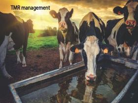 افزایش تولید شیر گاو با نصب سیستم مدیریت و کنترل تغذیه دام TMR