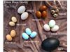 انواع تخم پرندگان خوراکی