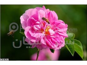 گل خشک محمدی