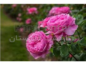 نهال ارزان گل محمدی (ریشه لخت و اماده کاشت) و گلدانی