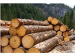 فروش چوب ترمووود و رنگ تیکوریلا از کشور فنلاند