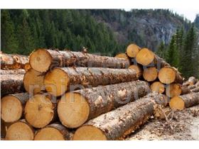 فروش چوب ترمووود و رنگ تیکوریلا از کشور فنلاند