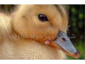 - فروش جوجه اردک در سنین مختلف