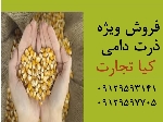 ذرت دامی