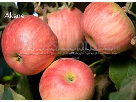 درخت سیب آکان، درسال 1402 Akane apple