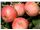 درخت سیب آکان، درسال 1402 Akane apple