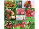 انواع نهال هلو-Prunus Persica