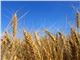گندم - جو - ذرت - سویا - کنجاله سویا - انواع غلات