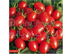 فروش بذر گوجه چری زیتونی