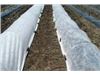 پلی باند محافظ محصولات زراعی در برابر سرمازدگی و آفات