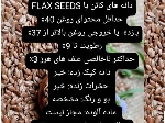 ذغر قزاقستانی  خروجی روغن بالاتر از 37٪