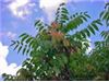 درخت عرعر،درخت عرعر،Ailanthus altissima