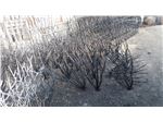 حفاظ بوته خاری قهوه ای سوخته مدل 120*50