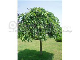 درخت نارون چتری،  سال 1402 tree Ulmus densa