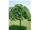 درخت نارون چتری،  سال 1402 tree Ulmus densa