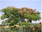 Albizia julibrissin tree