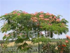 Albizia julibrissin tree
