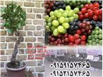 قیمت  درخت انگور ترکیبی،میوه های کمیاب1402