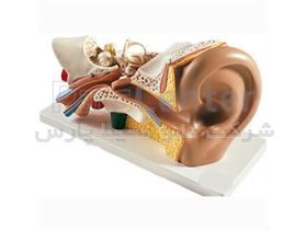 مولاژ گوش انسان ۳ قسمتی بزرگتر از اندازه طبیعی جنس PVC