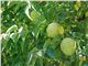 درخت توت آمریکایی،Maclura pomifera