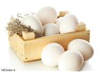 تولید وفروش تخم مرغ صادراتی و مصرف داخلی