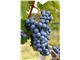 درخت انگور فرانسوی#سال 1402 Grape France