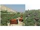 trees and vegetables and fruit,agricultural products,food,proceed food
