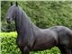 فروش یک رأس اسب سیلمی فریزین Friesian