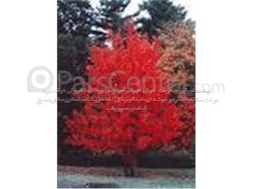 درخت بید قرمز/ سال 1402 Red willow