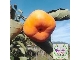 persimmon
