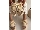 کفش و کتونی تابستانه کرم کد 1001