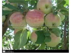 درخت سیب گلاب، Goleabe Khorasan