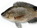 خاصیت های ماهی تیلاپیا برای بدن