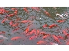 پخش ماهی قرمز بصورت لارو، بالغ و مولد شرکت زیست آزما