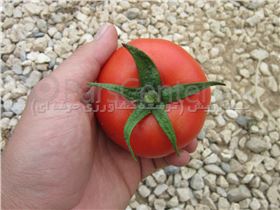 انواع بذر گوجه گلخانه ای