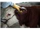 RFID cow ear tag Round type
