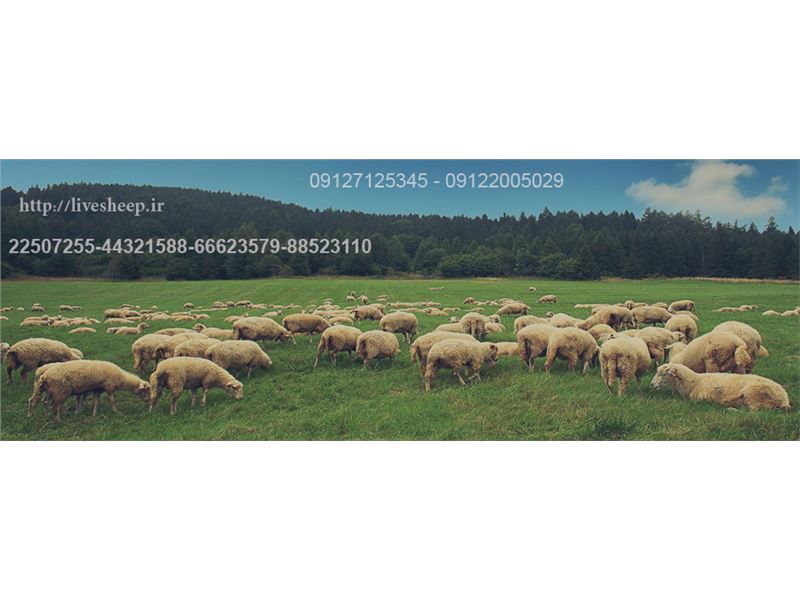 گوسفند زنده پیام