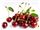 Export of sour cherry juice concentrate to Russia & Azerbaijan