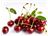 TTMFOOD Sour cherry juice concentrate